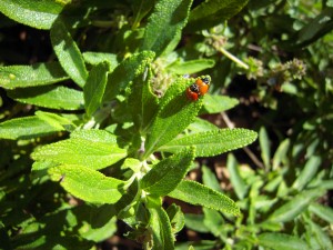 Ladybird beetles on Black sage