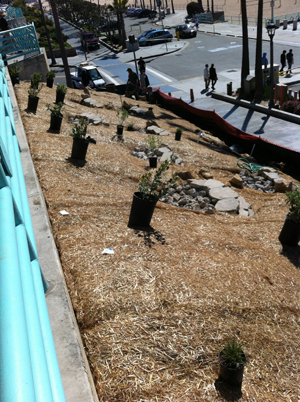Planting Begins At Manhattan Beach Strand OFG