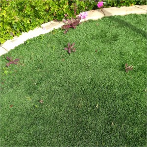 Far from being no maintenance, artificial turf grass needs maintenance on a regular basis
