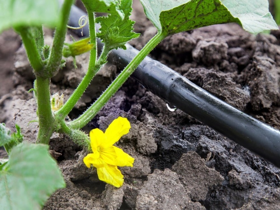 Drip Irrigation Fundamentals - California American Water