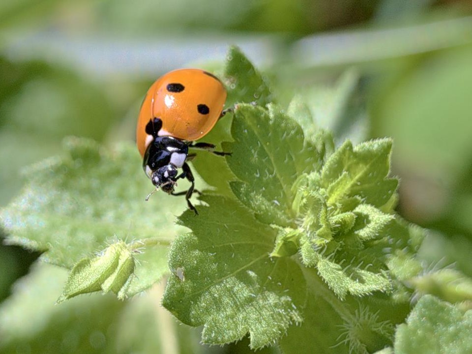 Weed & Pest Management - California American Water