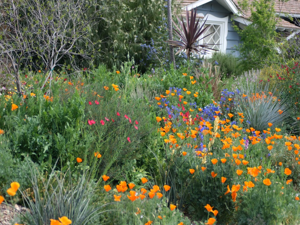 Bye Lawn, High Desert: How Turf Rebates Can Help - Bend, OR