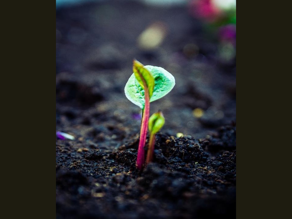 Compost: Building the Soil Sponge - San Diego County