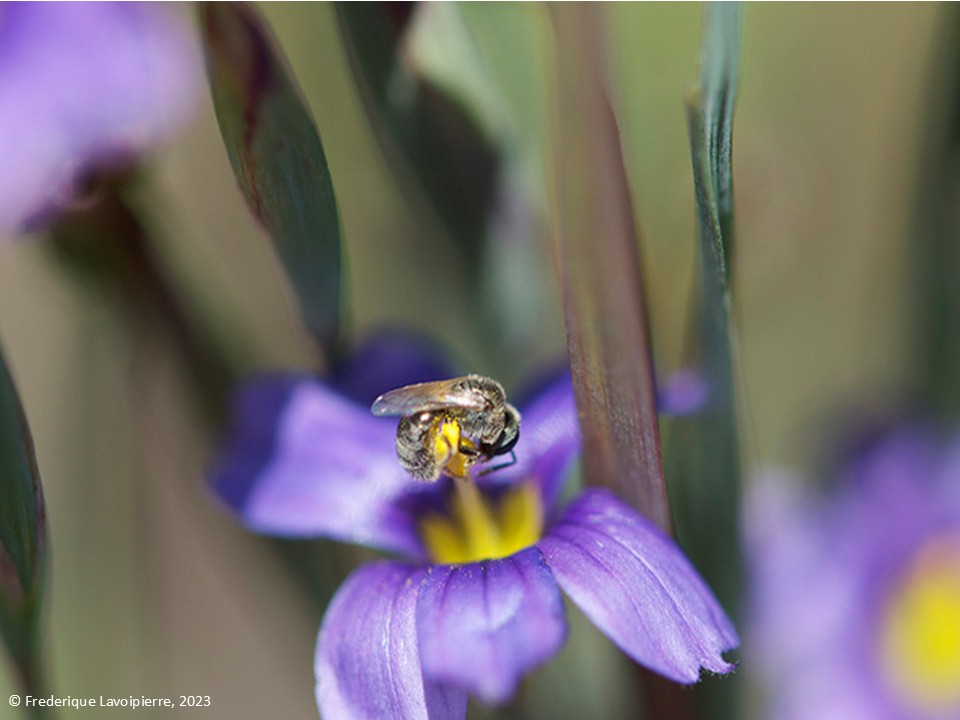 Protect the Pollinators - Upper Water