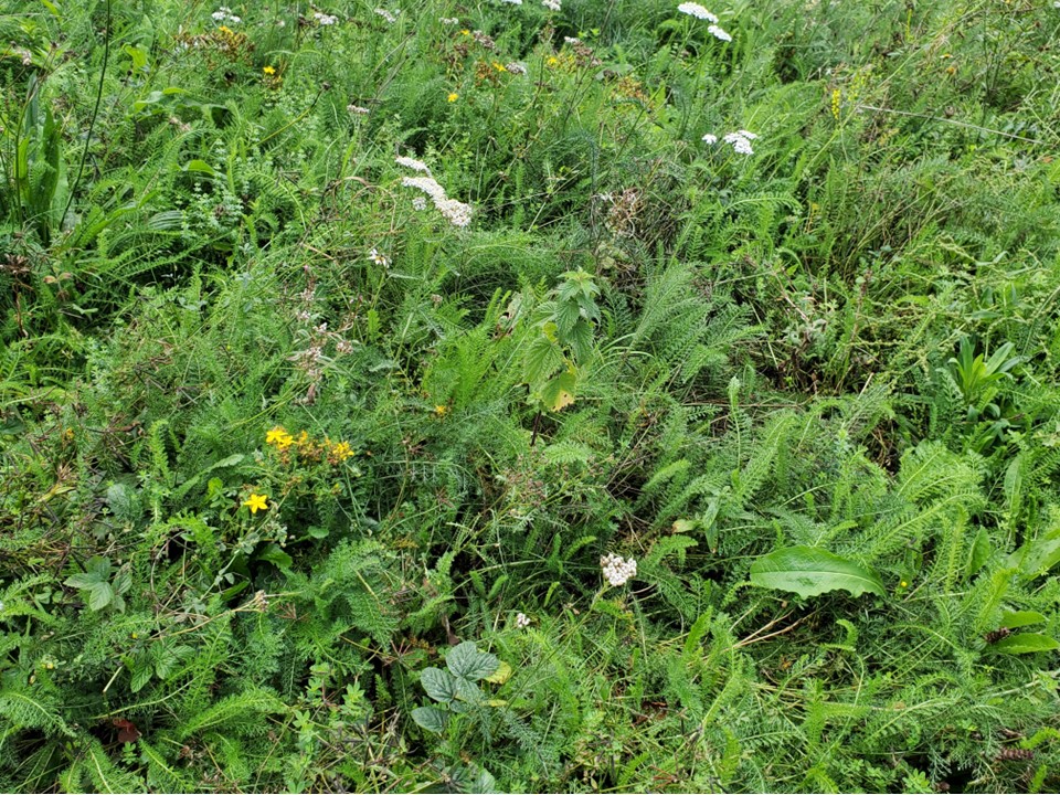 Design a Resilient California Garden - California American Water