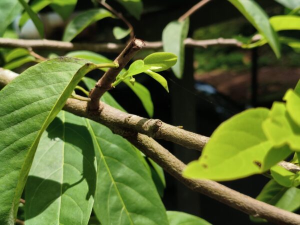 Tips for Proper Pruning, IN PERSON, City of Signal Hill_WRD